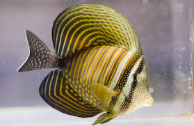 Zebrasoma Desjardinii